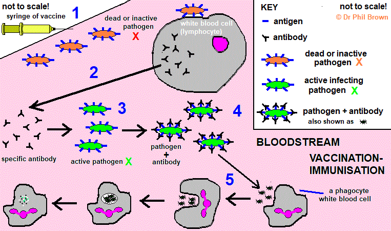 GCSE biology Explaining fighting infections with vaccinations ...