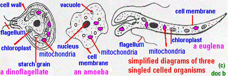 GCSE biology diagram of structure of unicellular eukaryotic organisms ...